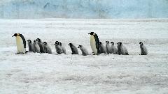 Zbog otapanja leda uginulo 10.000 mladih pingvina na Antarktiku