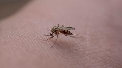 Zašto neke ljude komarci ne preskaču?
