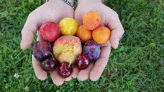 Spriječen uvoz voća sa opasnim pesticidom