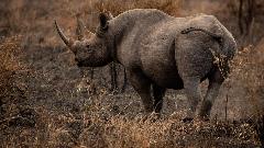 Носорог тежак тону завршио на скенеру