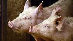 У Хрватској због куге убијено 19.000 свиња