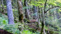 U Biogradskoj gori zabilježena fascinantna borba jelena