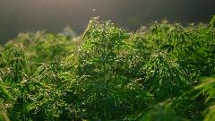 У Пљевљима откривена плантажа марихуане