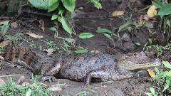Инспектор пустио особу у Бару да одшета са крокодилом?
