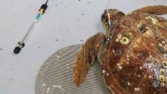 Институт покушава да спаси повријеђену морску корњачу