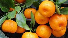  Đaković: U Crnoj Gori nema mandarina koje sadrže opasni pesticid