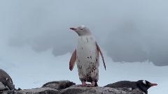Rijedak bijeli pingvin prošetao Antarktikom
