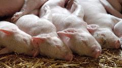 U Srbiji od afričke kuge eutanazirane 78.244 svinje