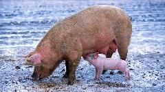 Spriječiti širenje bolesti, za svaku uginulu svinju nadoknada