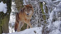 "Pejntbol" puške dozvoljene za rastjerivanje vukova u nacionalnom parku