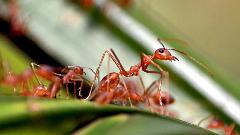 Australija izdvaja milijardu dolara za borbu protiv crvenih vatrenih mrava