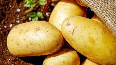 U BiH zabranjen uvoz krompira iz Egipta, nađena bakterija