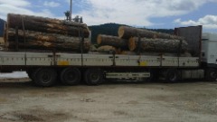 Apel istražiteljima: Ispitati izvoz drvne građe na Kosovo 