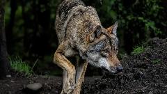 Mužjak sivog vuka prešao najmanje 1.240 kilometara