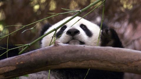 Kina planira da pošalje novi par pandi u zoo vrt u San Dijegu