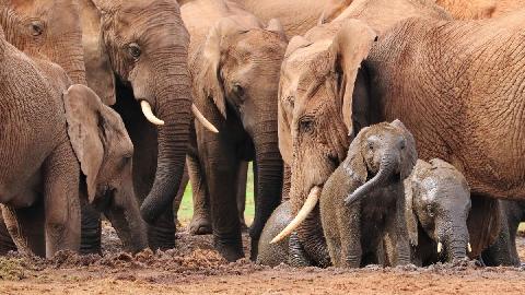 U Bangladešu zabranjeno usvajanje divljih slonova 