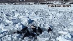 Jato orki zarobljeno ledom, bore se za vazduh