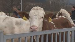 Opština Berane usvojila set mjera za razvoj stočarstva