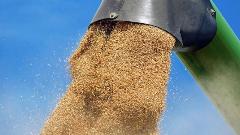 Kina kupila ogromne količine žitarica