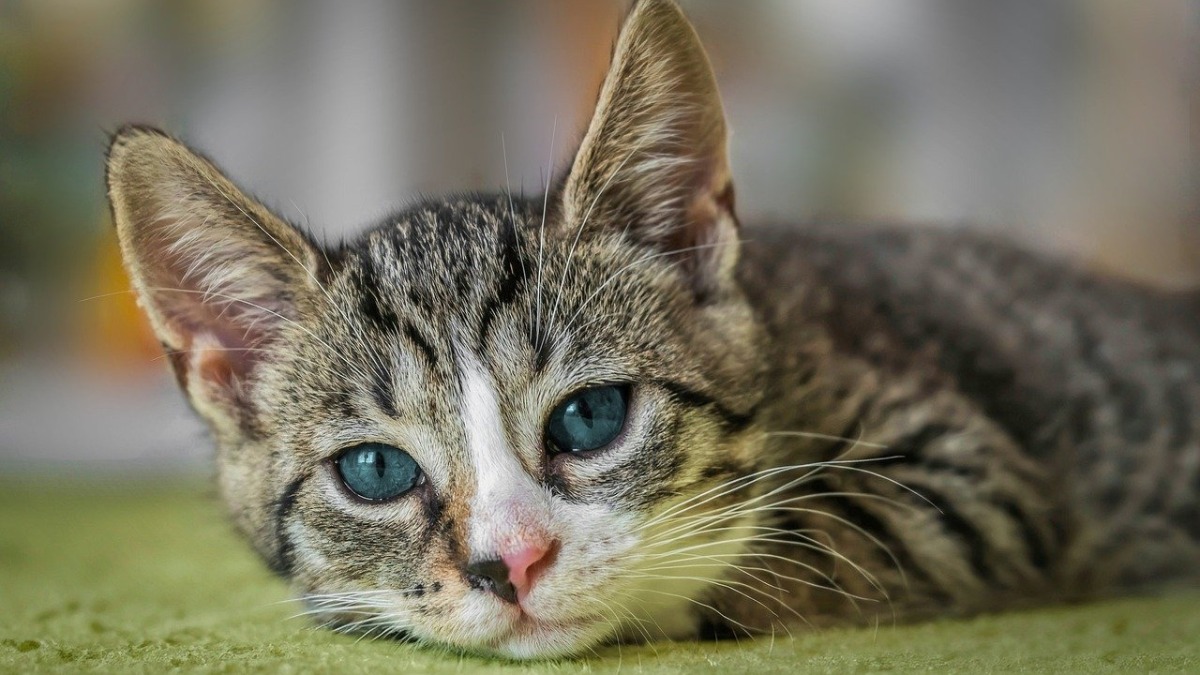 Veterinar objasnio zašto ljubimce ne bi trebalo ostavljati same kod kuće