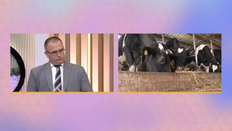 Ministarstvo će ispitati odgovornost za uklanjanje uginulih krava thumb2.jpg