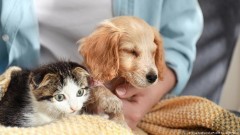 Obavezno čipovanje pasa i mačaka u EU