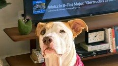 Smiruje li muzika životinje