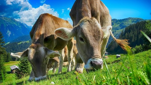 Monstat: Manje goveda i ovaca thumb2.jpg