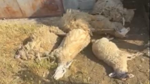 Uznemirujuće: Psi lutalice zaklali 92 ovce u Malesiji thumb2.jpg
