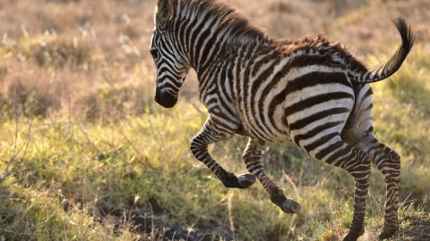 Zebra pobjegla iz Zoo vrta Beograd, povrijedila dvije odrasle osobe i dijete thumb2.jpg