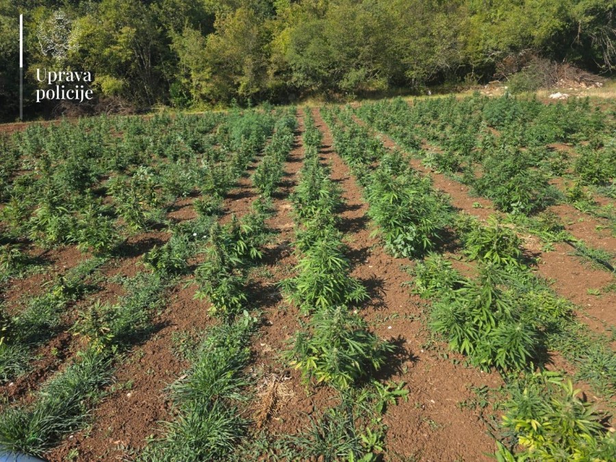 Plantaža bila opremljena sistemima navodnjavanja, uzgoja i fizičkog i tehničkog obezbjeđenja