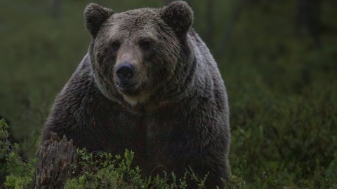 Medvjed na planini Buren kod Mojkovca napao stoku: Mještani u strahu thumb2.jpg