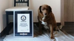 Životinje i Ginisovi rekordi: Upoznajte Bobija, najstarijeg psa na svetu