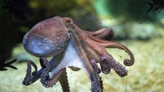 Životinje i ekologija: Predlog za otvaranje prve farme hobotnica na svetu brine naučnike