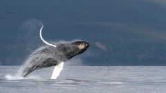Životinje: Zašto kitovi pevaju, naučnici rešili misteriju