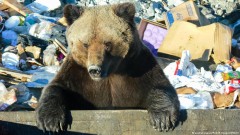 Slovačka: sve je u redu dok medvjed hoće samo voće
