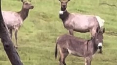 Životinje: Odbegli magarac ljubimac „uživa u životu" sa krdom jelena