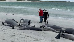 Šta raditi sa jatom nasukanih kitova: Ukopavanje ili vraćanje trupala u more