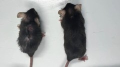 Medicina i starenje: Lek produžio život miševima u laboratoriji, može li i ljudima