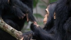 Evolucija: Šimpanze i ljudi slično 'razgovaraju', kažu naučnici