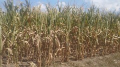 Srbija i poljoprivreda: Kukuruz i soja najteže pogođeni sušom