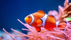 'Nemo' se smanjuje usled zagrevanja okeana - alarm za uzbunu