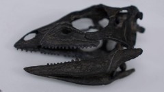 Pronađen fosil dinosaurusa veličine psa