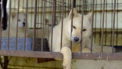 U Južnoj Koreji više ne jedu pse, ali šta će biti sa životinjama