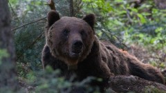 Mrki medvedi u Crnoj Gori: Silaze u sela, napadaju stoku, pa čak i čoveka