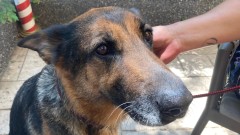 Ljubav na prvi lavež: Kako je vojni pas Irna pronašla novi dom