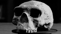 Lobanja stara milion godina menja dosadašnja saznanja o evoluciji čoveka