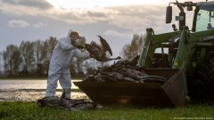 Nemačka u jeku epidemije ptičjeg gripa: mrtve ptice padaju s neba: