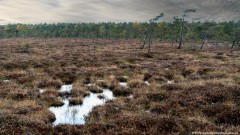 Veliki povratak močvara?