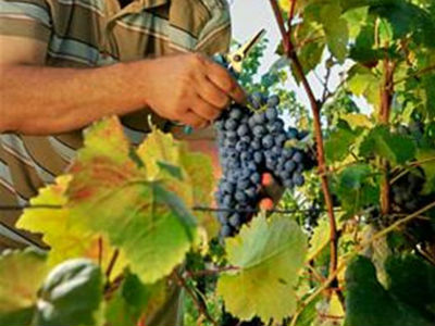 Povećaće zapošljavanje domaće radne snage berba-groaa.jpg